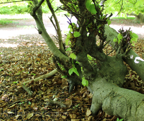 beech layer